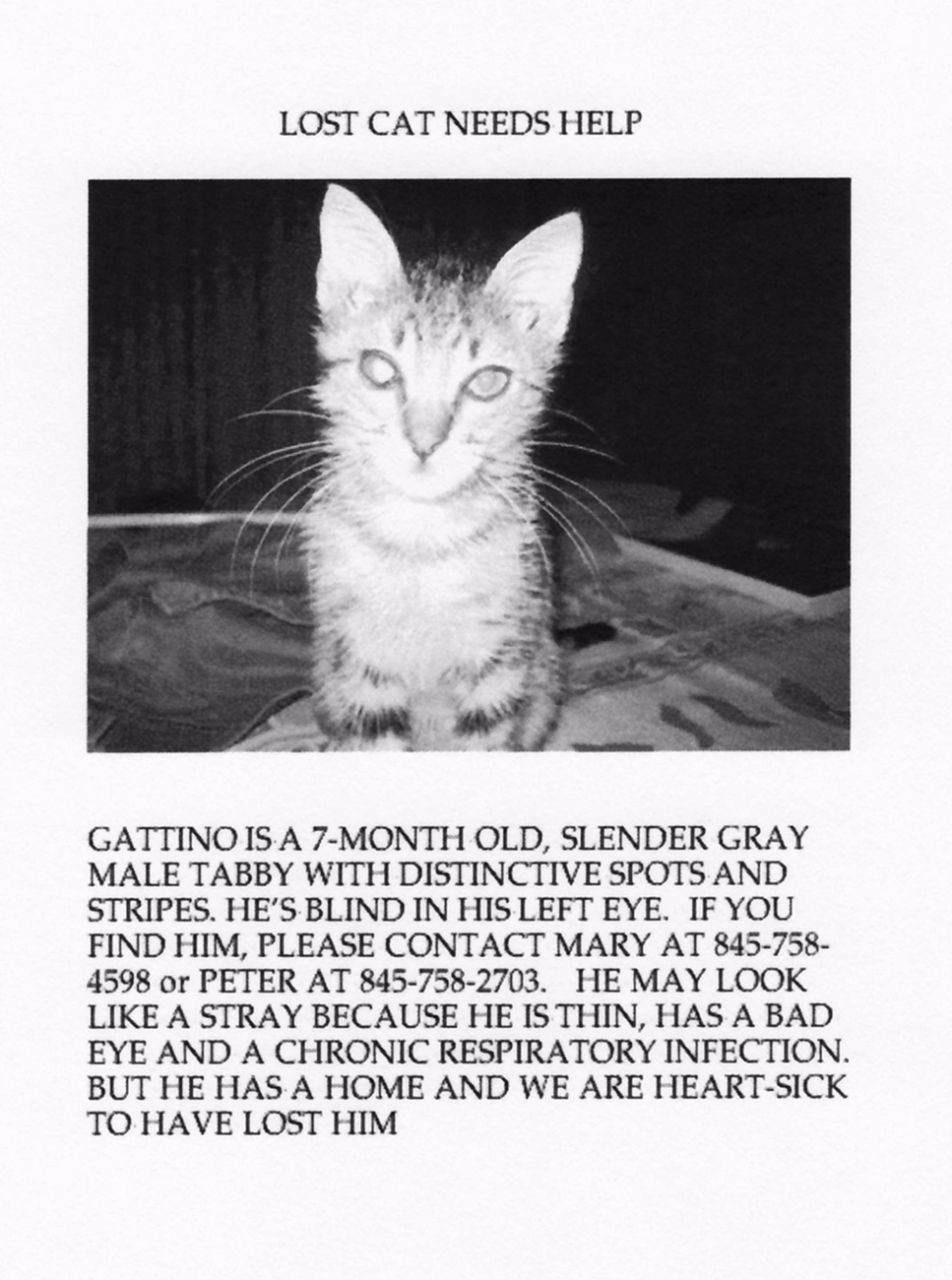 Mary Gaitskill | Lost Cat | Granta