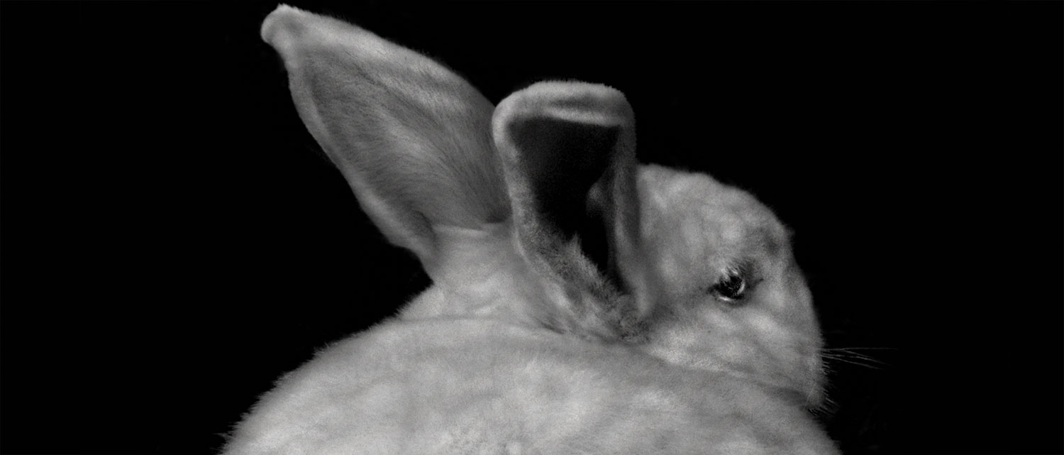 Lagomorph Alexander Macleod Granta