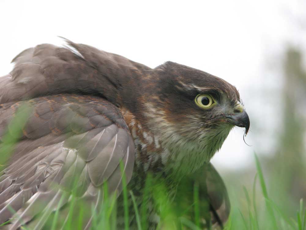 The Falconer And The Hawks Ben Crane Granta