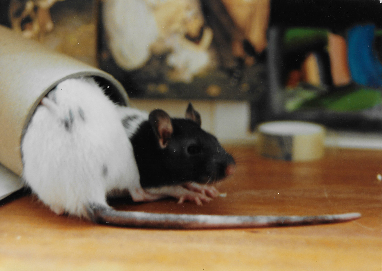 A Mischief of Rats | Joanna Kavenna | Granta Magazine