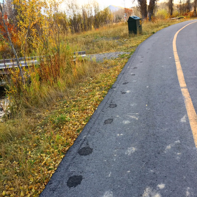 Téa Obreht's photo of moose footprints on the road