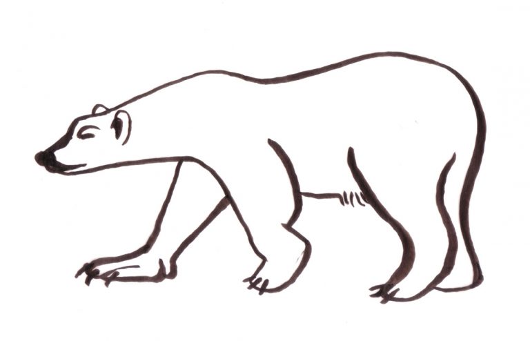 A polar bear, drawn by Teva Harrison