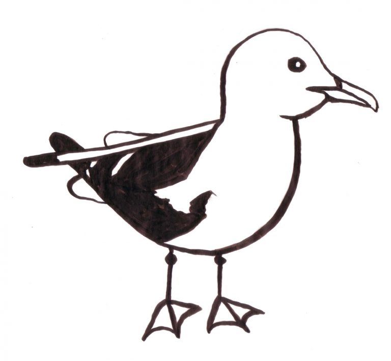 A Kittiwake, drawn by Teva Harrison