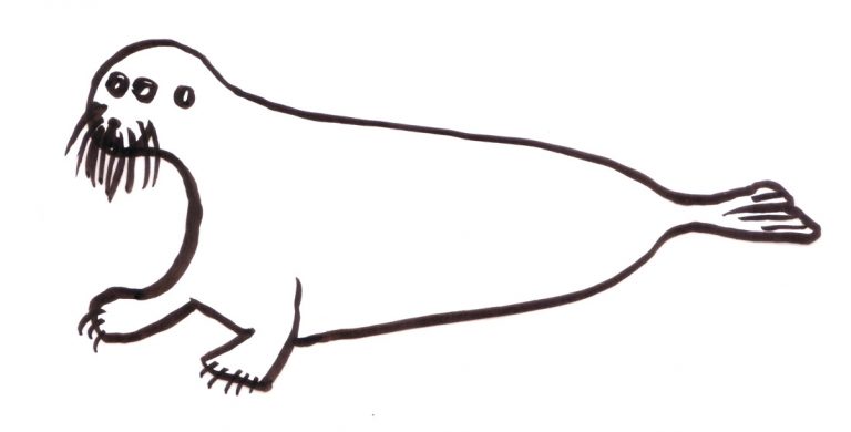 A bearded seal, drawn by Teva Harrison