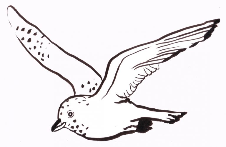 A gull in flight drawn by Teva Harrison
