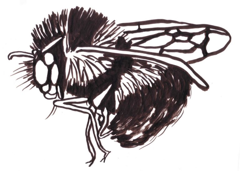 An arctic bee, drawn by Teva Harrison