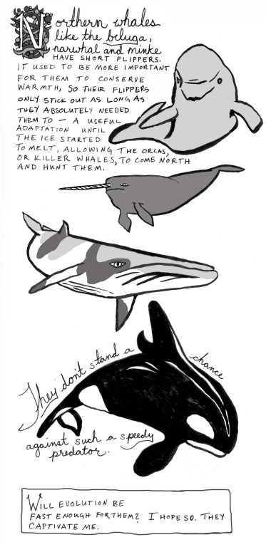 A comic about northern whales, whose short flippers were once an important adaptation to conserve warmth, and which now put them at risk to predators migrating north. Drawn by Teva Harrison